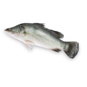 1kg whole sea bass kolkata bhetki fish