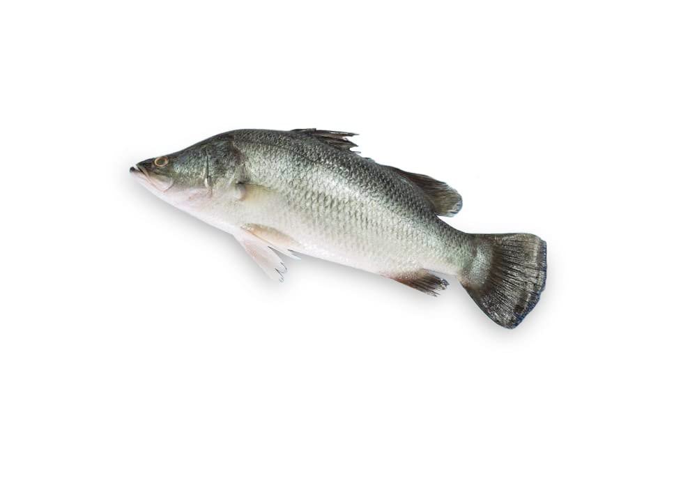 1kg whole sea bass kolkata bhetki fish 1kg whole sea bass kolkata bhetki fish