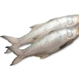 medium size fresh water alive bhola fish 330