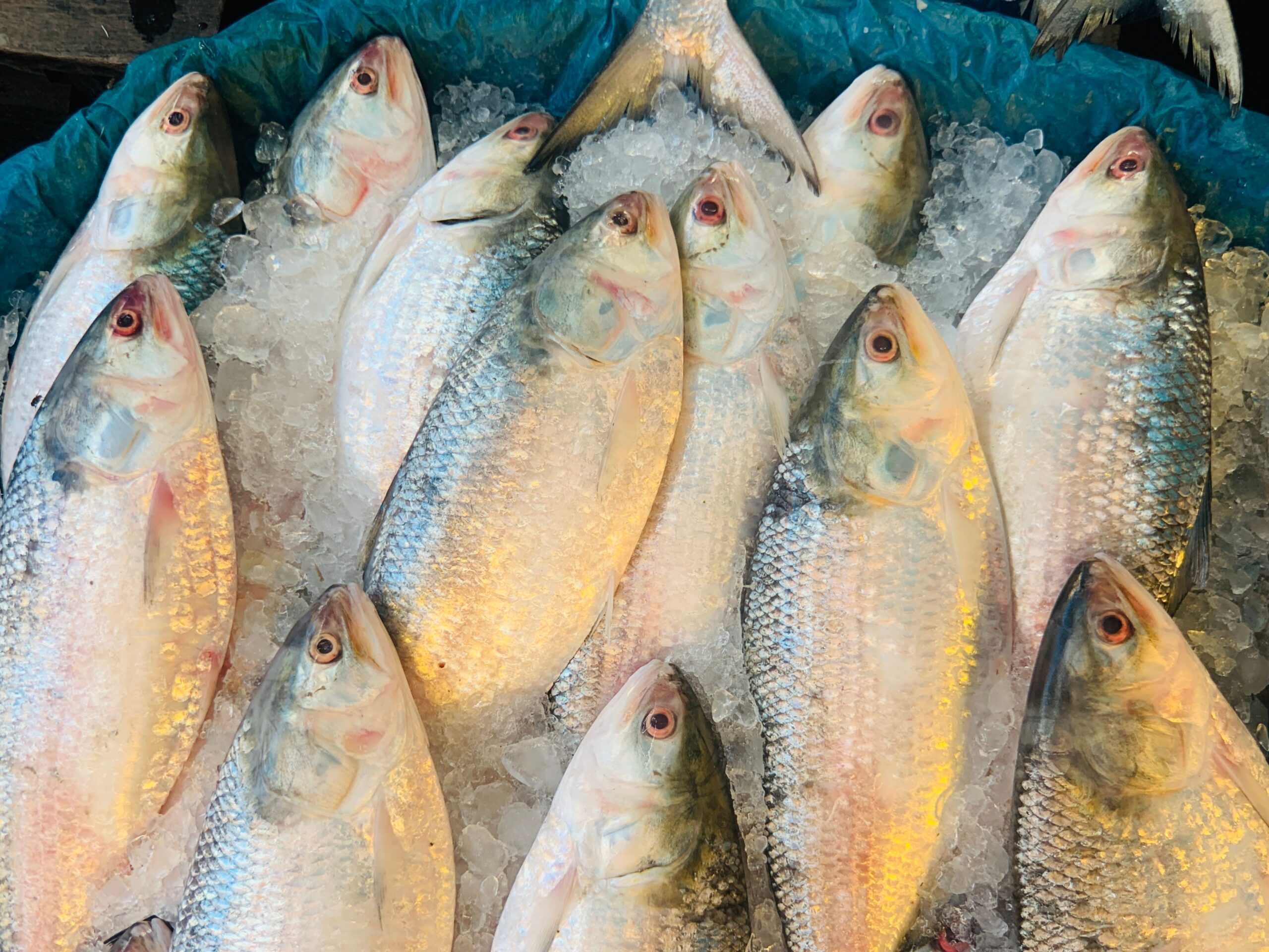 Close-up of fresh Hilsa fish displayed on ice in a Cumilla market, showcasing their shiny scales.