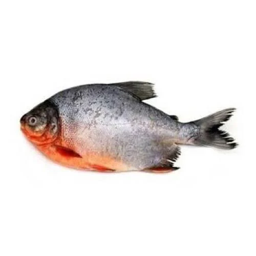 product jpeg 500x500